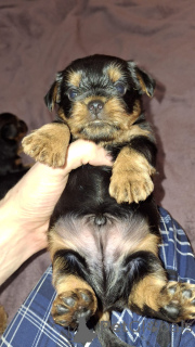 Zdjęcie №4. Sprzedam yorkshire terrier biewer, yorkshire terrier w Ryga. prywatne ogłoszenie, od żłobka, hodowca - cena - 2870zł