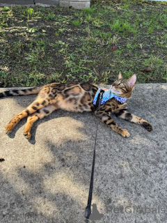 Zdjęcie №2 do zapowiedźy № 152944 na sprzedaż  kot bengalski - wkupić się Finlandia prywatne ogłoszenie