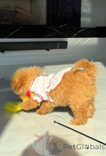 Zdjęcie №1. maltańczyk - na sprzedaż w Berlin | 3827zł | Zapowiedź №163965