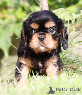 Zdjęcie №1. cavalier king charles spaniel - na sprzedaż w Mediolan | 10165zł | Zapowiedź №141333