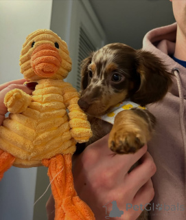 Zdjęcie №3. Sprzedam śliczne urocze szczenięta jamnika skontaktuj się z firmą WhatsApp. Finlandia