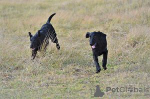 Dodatkowe zdjęcia: Szczeniak rasy prosto coated retriever