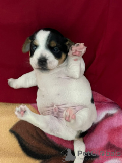 Zdjęcie №2 do zapowiedźy № 77495 na sprzedaż  jack russell terrier - wkupić się Izrael prywatne ogłoszenie