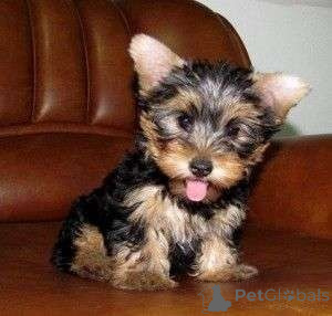 Zdjęcie №1.  - na sprzedaż w Edmonton | 2780zł | Zapowiedź №164605