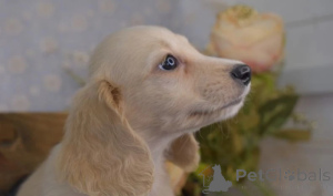 Zdjęcie №4. Sprzedam jamnik w Innsbruck. hodowca - cena - 2339zł