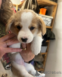 Zdjęcie №3. Szczeniak walijskiego corgi. Niemcy