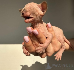 Zdjęcie №2 do zapowiedźy № 159885 na sprzedaż  sfinks - wkupić się Litwa prywatne ogłoszenie