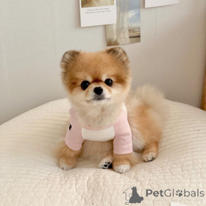 Zdjęcie №1. szpic miniaturowy - na sprzedaż w Дортмунд | 1674zł | Zapowiedź №137329