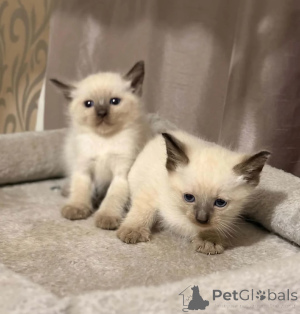 Zdjęcie №1. scottish fold - na sprzedaż w Erftstadt | 1674zł | Zapowiedź № 178460