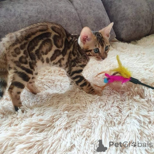 Zdjęcie №3. Bengal Kittens dostępne w sprzedaży. USA