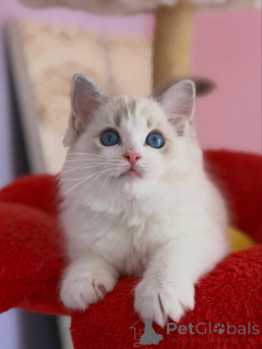 Zdjęcie №3. Dostępne wyjątkowe kocięta Ragdoll, kochające, zabawne i wychowane w rodzinie. Holandia