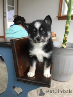 Zdjęcie №2 do zapowiedźy № 165621 na sprzedaż  husky syberyjski - wkupić się Niemcy 