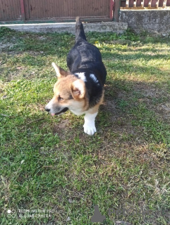 Zdjęcie №3. Corgi Welsh Pembroke. Serbia