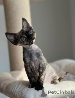 Zdjęcie №1. devon rex - na sprzedaż w Berlin | negocjowane | Zapowiedź № 164277