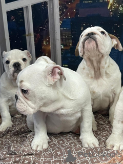 Zdjęcie №2 do zapowiedźy № 135185 na sprzedaż  buldog angielski - wkupić się Federacja Rosyjska prywatne ogłoszenie, od żłobka, hodowca