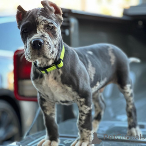 Zdjęcie №1. cane corso - na sprzedaż w Augsburg | 3348zł | Zapowiedź №158576