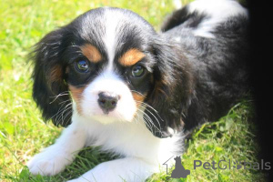 Zdjęcie №2 do zapowiedźy № 136800 na sprzedaż  cavalier king charles spaniel - wkupić się Niemcy 