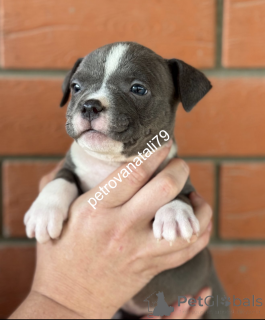 Zdjęcie №3. American Bool-Bulf z twoich marzeń!. Federacja Rosyjska