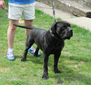 Dodatkowe zdjęcia: Boerboel (Mastif Południowoafrykański) szczenięta