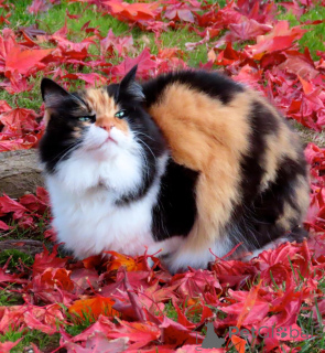 Zdjęcie №3. Paskie niedrogie kocięta. Zdrowe kocięta. Nasze kocięta są w domu i szkolone. USA