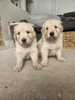 Zdjęcie №1. golden retriever - na sprzedaż w Antwerpia | Bezpłatny | Zapowiedź №154058