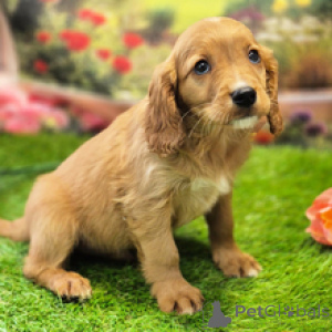 Zdjęcie №4. Sprzedam cavalier king charles spaniel w Sydnej. prywatne ogłoszenie - cena - 2780zł