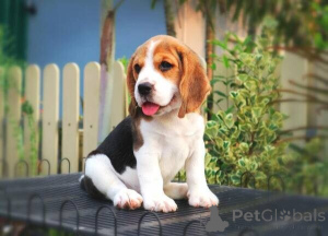 Zdjęcie №1. beagle (rasa psa) - na sprzedaż w Arnsberg | negocjowane | Zapowiedź №169299