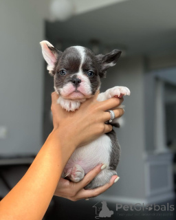 Zdjęcie №1.  - na sprzedaż w Monachium | 2870zł | Zapowiedź №150644