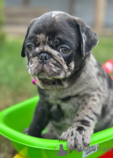 Zdjęcie №1. mops - na sprzedaż w Somb | 7175zł | Zapowiedź №148405