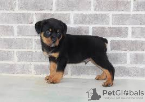 Zdjęcie №1. rottweiler - na sprzedaż w Odessa | 1196zł | Zapowiedź №132588