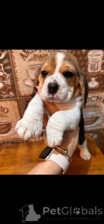 Zdjęcie №2 do zapowiedźy № 162855 na sprzedaż   - wkupić się Belgia 