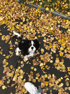 Zdjęcie №2 do zapowiedźy № 27774 na sprzedaż  cavalier king charles spaniel - wkupić się Republika Czeska prywatne ogłoszenie