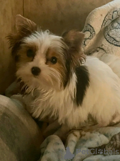 Zdjęcie №1. yorkshire terrier - na sprzedaż w Paryż | 837zł | Zapowiedź №126836