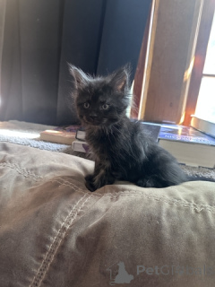 Zdjęcie №3. 1/2 kittens Maine Coon. USA