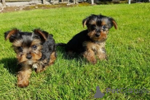 Zdjęcie №1. yorkshire terrier - na sprzedaż w Berlin | 2153zł | Zapowiedź №149687