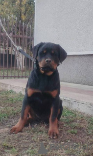 Zdjęcie №2 do zapowiedźy № 157080 na sprzedaż  rottweiler - wkupić się Serbia 