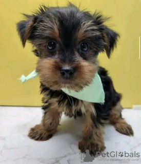 Zdjęcie №2 do zapowiedźy № 105230 na sprzedaż  yorkshire terrier - wkupić się USA prywatne ogłoszenie, hodowca