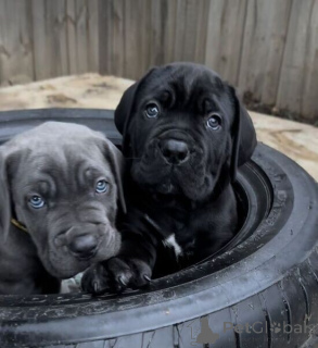 Zdjęcie №2 do zapowiedźy № 169647 na sprzedaż  cane corso - wkupić się Belgia 