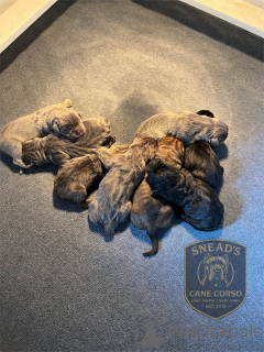 Zdjęcie №3. Nuttede Cane Corso hvalpe søger et kærligt hjem for altid. Dania