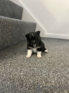 Zdjęcie №4. Sprzedam szpic miniaturowy w Paryż.  - cena - Bezpłatny