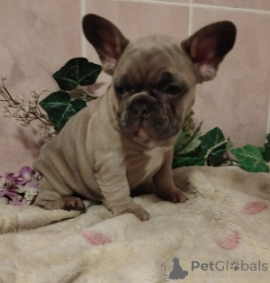 Dodatkowe zdjęcia: Buldog francuski.