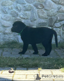 Dodatkowe zdjęcia: Rasowe szczenięta labradora