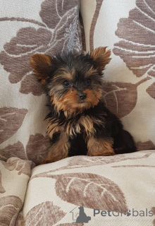 Zdjęcie №2 do zapowiedźy № 167525 na sprzedaż  yorkshire terrier - wkupić się Dania prywatne ogłoszenie, hodowca