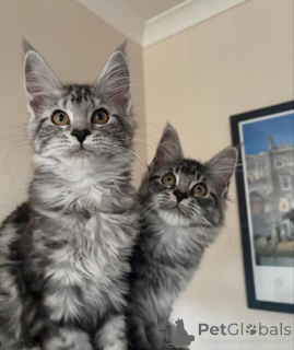 Zdjęcie №1. maine coon - na sprzedaż w Dudeldorf | negocjowane | Zapowiedź № 176854