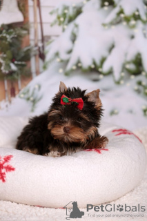 Zdjęcie №1. yorkshire terrier - na sprzedaż w Grossarl | Bezpłatny | Zapowiedź №119308