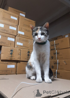 Zdjęcie №3. Zwróć uwagę na naszą słodką dziewczynę Musyę!. Federacja Rosyjska