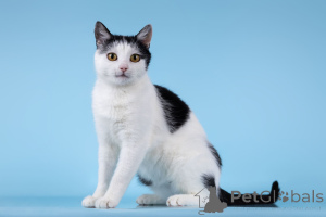 Zdjęcie №1.  - na sprzedaż w Chimki | Bezpłatny | Zapowiedź № 166072