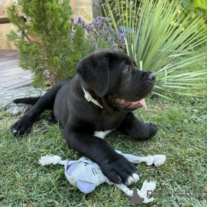 Zdjęcie №2 do zapowiedźy № 171213 na sprzedaż  cane corso - wkupić się Polska hodowca
