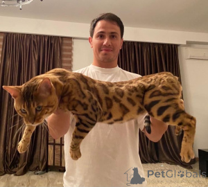 Zdjęcie №2 do zapowiedźy № 140977 na sprzedaż   - wkupić się Gruzja od żłobka, hodowca