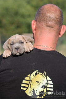 Dodatkowe zdjęcia: Szczenięta Cane Corso